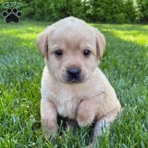 Taylor, Yellow Labrador Retriever Puppy